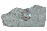 Iridescent Ammonite (Psiloceras) - England #280341-1